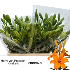 Lily Asiatic Crodino 85cm 5+