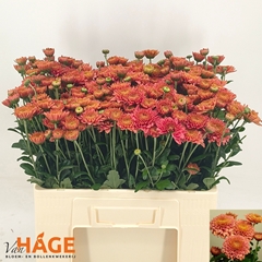Chrysanth Spray Blenda Salmon 55cm 80gr.