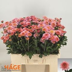 Chrysanth Spray Blenda 55cm 70gr.