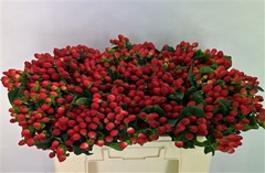 Hypericum Magical Red 52cm