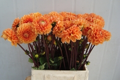 Dahlia Sylvia 55cm