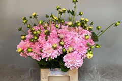 Dahlia Vera Louise 55cm