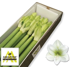 Hippeastrum Casablanca 80cm