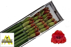 Hippeastrum Ferrari 70cm
