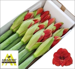 Hippeastrum Ferrari 75cm