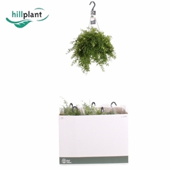 Aeschynanthus Japhrolepis 17Ø 35cm