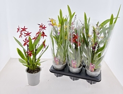 Cambria Mix 12Ø 35cm 2st