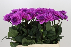 Dahlia Karma Lagoon 60cm