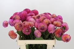 Dahlia Caitling Joy 60cm