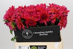 Dahlia Pink Punk 60cm