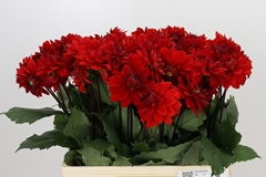 Dahlia Heatwave 60cm