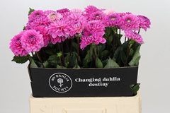 Dahlia Dark Wizard 60cm