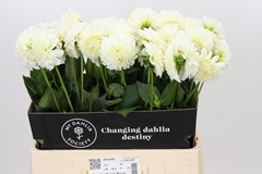 Dahlia Boom Boom White 60cm