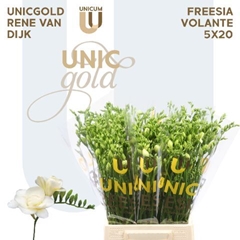 Freesia Double Volante 50cm 15gr.