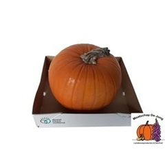 Cucurbita Maxima Halloween 25cm