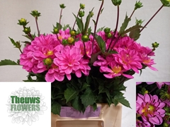 Dahlia Onesta 50cm