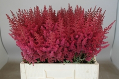 Astilbe Paul Gäarder 55cm
