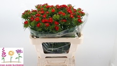 Dianthus Barb Sweet Will Scarlet 50cm