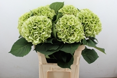 Hydrangea Verena Classic 80cm 19-21cm Hd