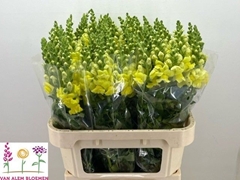 Antirrhinum Opus Yellow 75cm