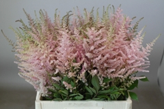 Astilbe Erika 65cm