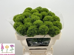 Dianthus Barb Green Charm 50cm
