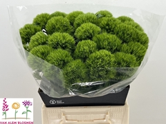 Dianthus Barb Green Charm 40cm