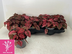 Hypoestes Confetti Compact Red 10Ø 16cm