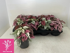 Hypoestes Confetti Compact Mix 12Ø 20cm