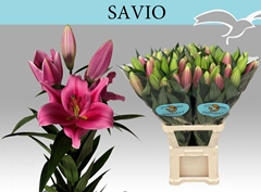 Lily Oriental Savio 110cm 4+
