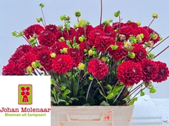 Dahlia Viking 55cm