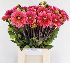Dahlia Salmon Runner 52cm