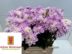 Dahlia Espacio 55cm