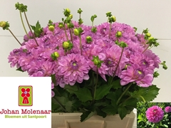 Dahlia Pink Pop 55cm