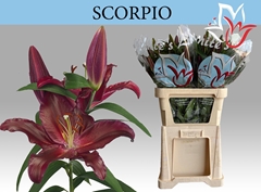 Lily Oriental Scorpio 80cm 4+