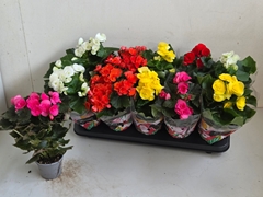 Begonia Double Mix 9Ø 28cm