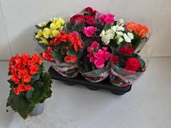 Begonia Double Mix 9Ø 25cm
