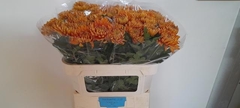 Chrysanth Single Astro 70cm 65gr.