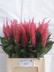 Celosia Royal Pink 70cm