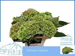 Hydrangea Verena Classic 60cm 15-17cm Hd