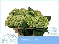 Hydrangea Verena Classic 80cm 17-19cm Hd