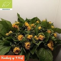 Helianthus Ziggy 80cm