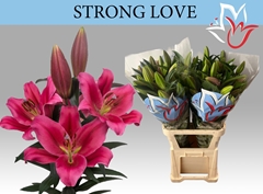 Lily Oriental Strong Love 80cm 2+