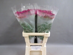 Dianthus Single Golem 55cm
