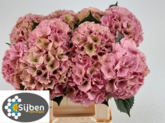Hydrangea Royal Palace Classic 60cm 16-18cm Hd