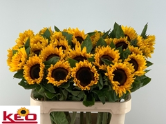 Helianthus Sunrich Orange 80cm