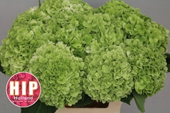 Hydrangea Cannonball Classic 60cm 18-20cm Hd