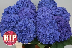 Hydrangea Pimpernel 80cm 18-20cm Hd