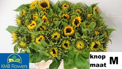 Helianthus Sunrich Orange 60cm 10cm Hd