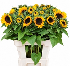 Helianthus Sunrich Orange 80cm